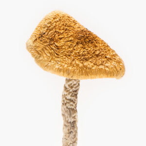 African Aphrodisiac – Cannakiss