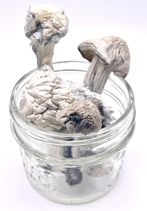 Albino Penis Envy (APE) Magic Mushrooms
