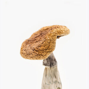 Golden Teachers Magic Mushrooms Online