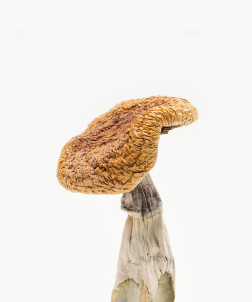 Golden Teachers Magic Mushrooms Online