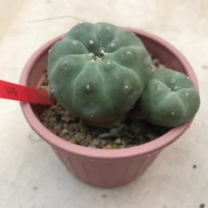 Peyote Plant For Sale (Lophophora Williamsii) 10-11cm