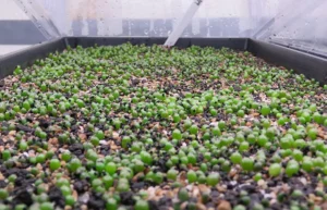 Buy Sacred Peyote Seedlings