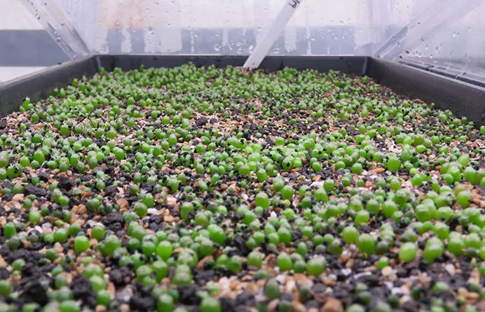 Buy Sacred Peyote Seedlings